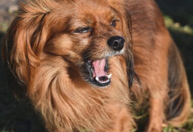 Close-up of a Cute Dog Yawning