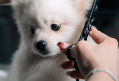 Woman Cutting Dogs Hair