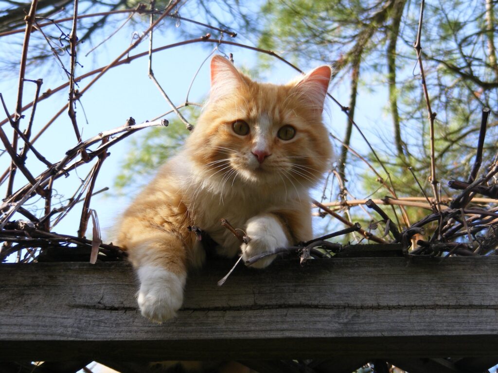 Low Angle Portrait of Cat on Tree Against Sky