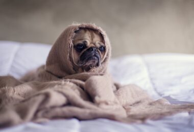 pug covered with blanket on bedspread