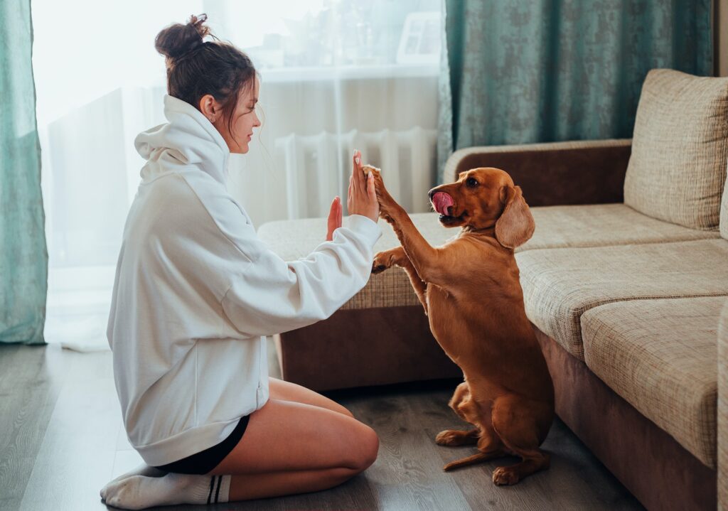Side view of young woman in hoodie sitting on floor near sofa and playing with obedient brown Labrador while resting during free time