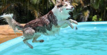adult white and black border collie jumps to pool