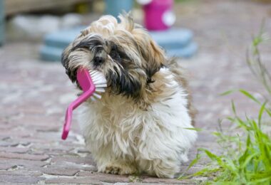 Adult Brown and White Shih Tzu