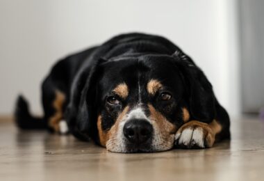 short-coated black and brown dog lying down on brown surface
